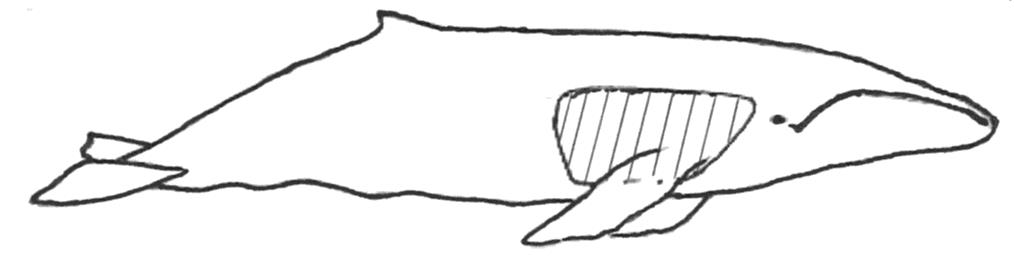 (Balaenoptera physalus). Illustrasjon: S Kessler and EO Øen Fig. 33.