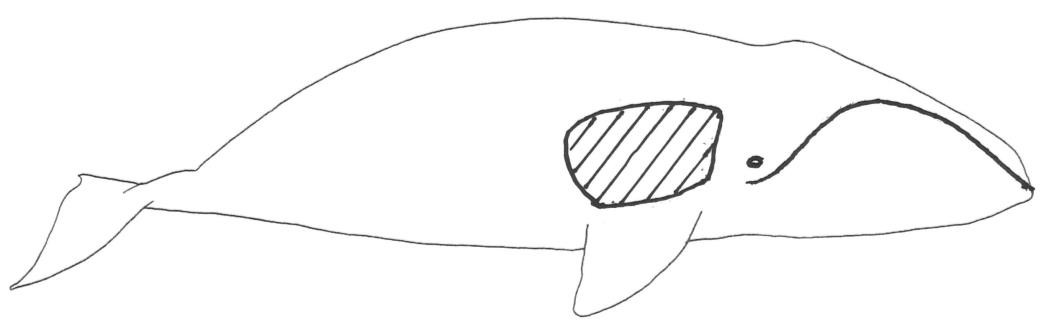 (Megaptera novaeanglia). Illustrasjon: S Kessler and EO Øen Fig. 34.