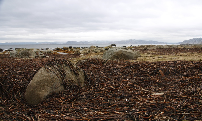 Trekk (rasting) Listahalvøya er for mange trekkende fugler siste stoppested på høsten før de skal krysse Nordsjøen på vei til overvintringsområder lenger sør.