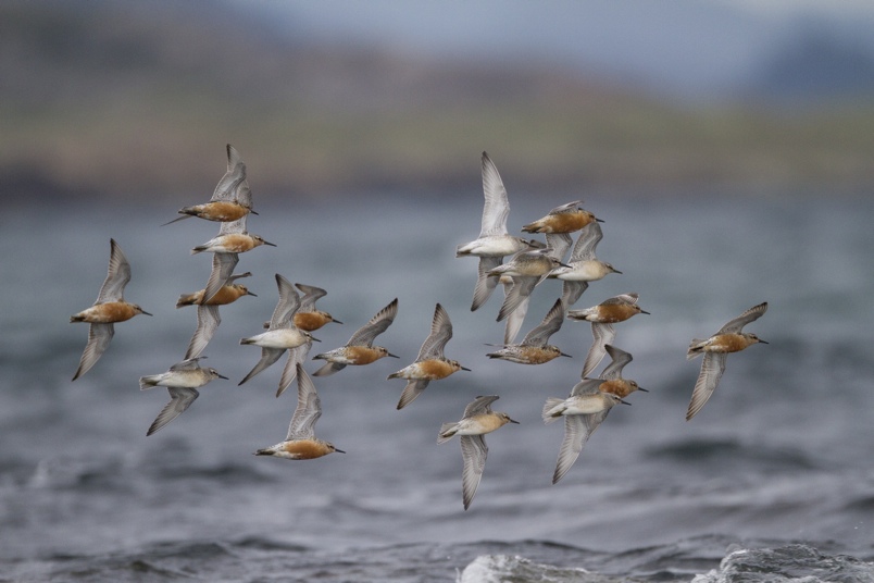 Polarsnipe hører til familien Calidris, en gruppe vaderfugler med forholdsvis korte bein, som helst bruker områder med grunt vann såvel som selve stranda.