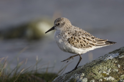 Dvergsnipe Dvergsnipe hører også til de calidrisvaderne som primært bruker Listastrendene under trekkperioden, spesielt på høsten.