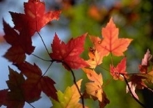 Bladene de faller ned (Mel. Lofottorsk) Når bladene de faller ned, da er det høsten kan du se.