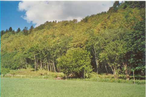 Edelløvskogsområder Kulturpåvirket i større eller mindre grad Beite, fôrprodukjson
