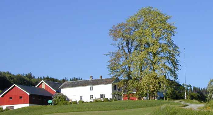 Enkelttrær og alleer Store gamle trær er viktige biotoper