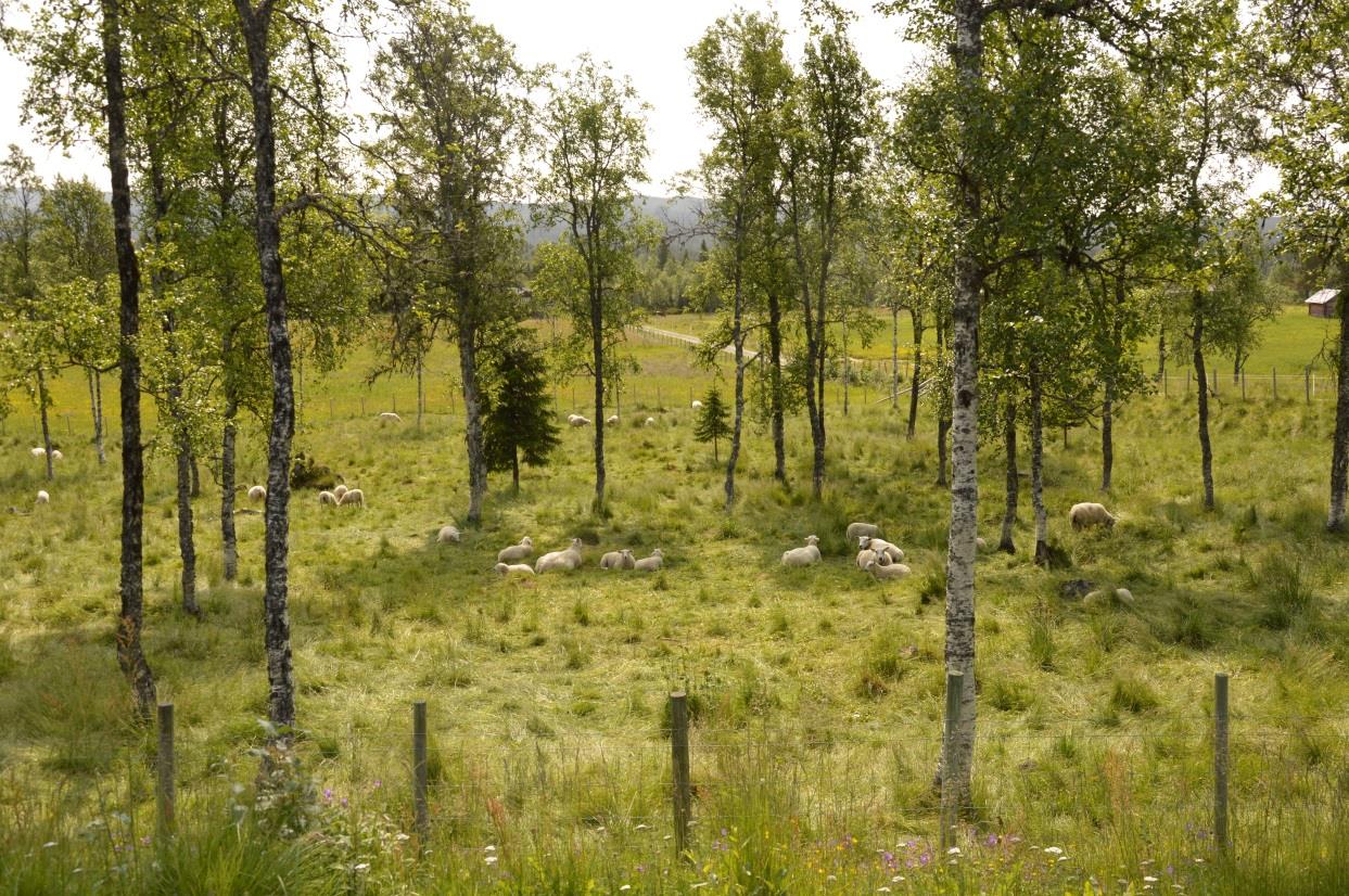 Kven og kva gjerder ein for?