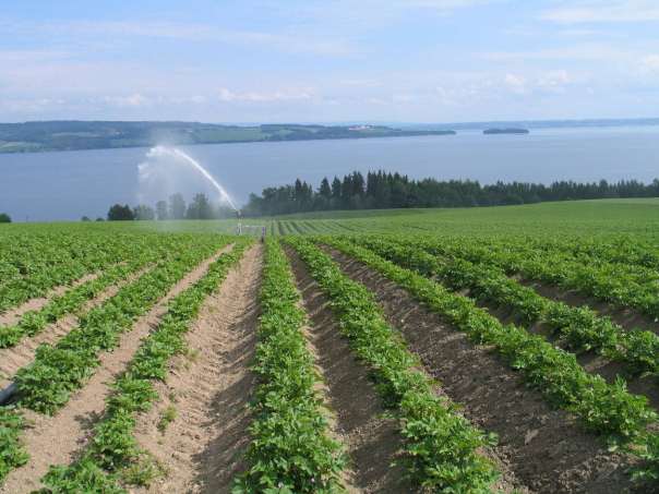 Hypping radrensking - ugrastyning Radrensking kan skje med ulike arbeidsorgan, og helst bør flere kombineres. Det er viktig å få kjørt flere ganger mellom setting og fram til plantene er 15-20cm høye.