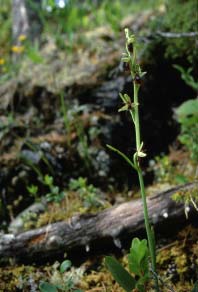 Flueblomsten lurer våryr veps I Norge er det registrert minst 35 orkidearter og det er lett å forstå menneskenes fasinasjon over disse miraklene av noen planter.
