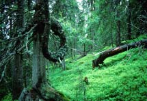 4.5.5 WWFs prioriterte områder for raskt vern Lokalitet 22. Almenningen, Målselv i Troms. Gammel verneverdig furuskog. Noen av trærne er eldgamle og godt over 400 år.