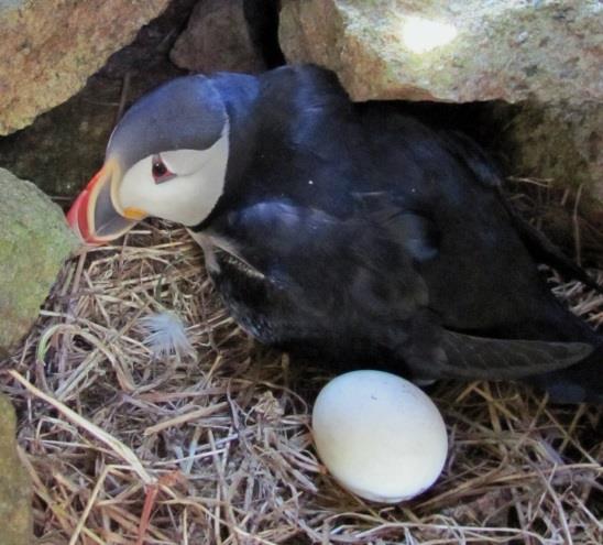 Egg volume (ml) Long-term decline in egg size of Atlantic puffins