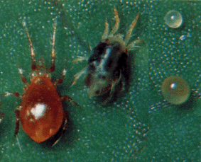 Further, the two spotted spider mite may also be affected by powdery mildew directly or indirectly.