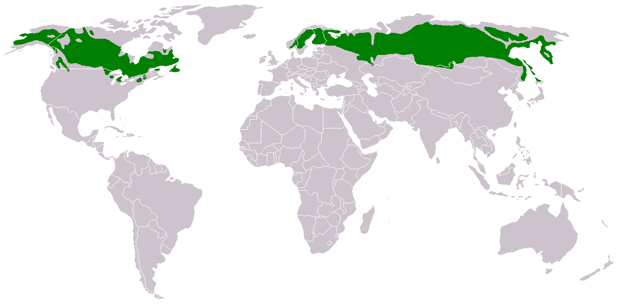 For ved Ånestadkrysset i Løten begynner taigaen. (Visste du det?