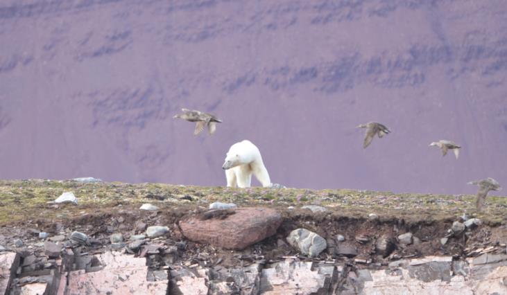 Figur 26. Reirplyndring på Måkeøyane. Foto: Espen Stokke/ Sysselmannen på Svalbard. Spørsmålet om det burde opprettes nye fuglereservater på Svalbard er ikke nytt.