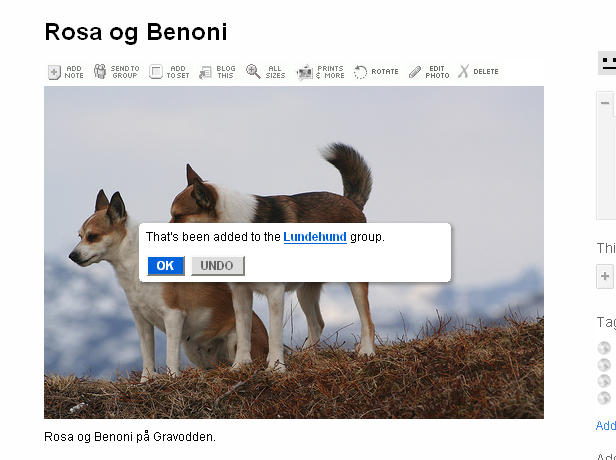 Du får nå en bekreftelse på at bildet er lagt til i gruppa Lundehund. Alle bilder som legges i denne gruppa havner automatisk i galleriet på klubbens hjemmeside.
