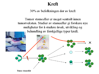 som man har hentet frem fra den adulte organismen, ikke blir til funksjonelle insulinproduserende celler. Det kan være teknologien gjør fremskritt, men med dagens teknologi går ikke dette.