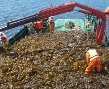 Seaweed cultivation: Potentially the largest marine biomass resource?