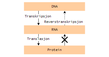 Figur 3: Genetisk informasjonsflyt i cellen. En noenlunde nøyaktig beskrivelse av veien fra DNA til protein (med korrekte molekylmodeller) finnes her: https://www.youtube.com/watch?v=d3foxt4mrom 3.