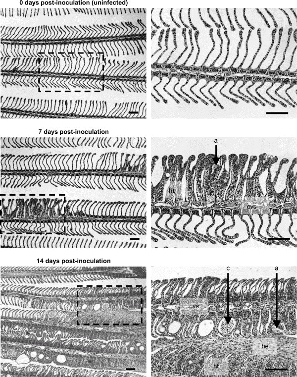 Histologi Fundament for diagnose Mindre følsom enn PCR for påvisning av amøber Avdekker andre gjellelidelser 8/14