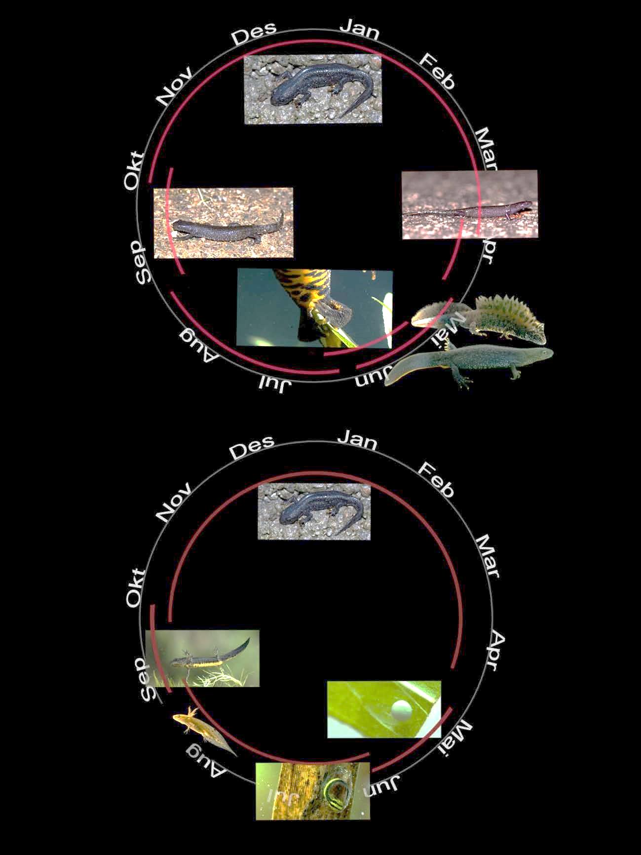 Side 5 av 15 Figur 1: Salamanderåret illustrert med de ulike livsfasene til storsalamanderen.