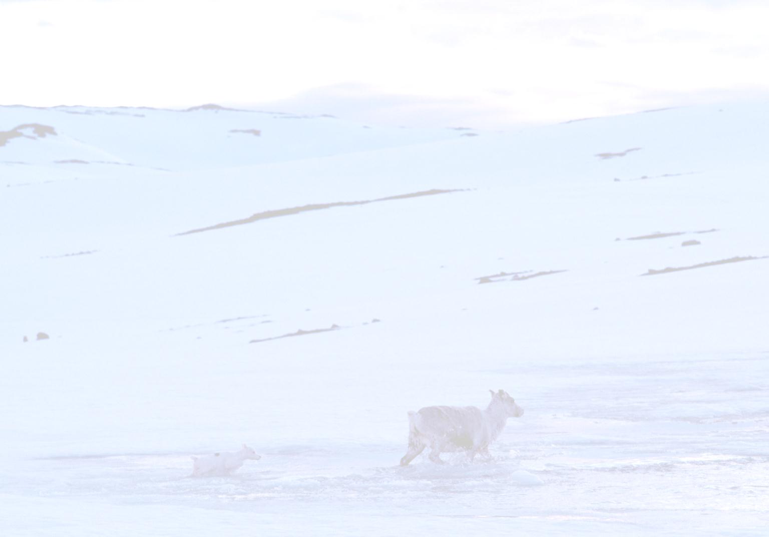 Dette var Kadavere registrert i Sør-Varanger driftsåret