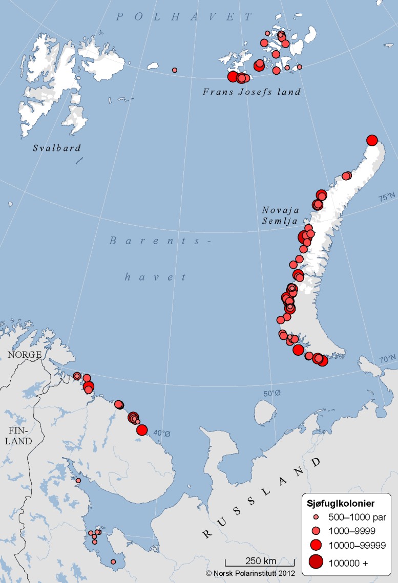 Figur 13. Kartet viser registrerte kolonier over 500 par i russisk del av Barentshavet. Alderen er variabel. Kilde er Norsk russisk kolonidatabase, NP. 1.3.6 Kysttellinger Norge-Russland Det er gjennomført to tellinger som dekker store deler av overvintringsområdene for stellerand på både norsk og russisk side.