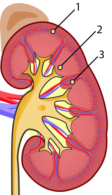 A Proximal tubuli som finnes i nyremarg, 3 i diagram Glomerulus som finnes i nyrebark, 1 Samlerør som finnes i nyrebark, 2 istal tubuli som finnes i nyrebark, 1 Henles