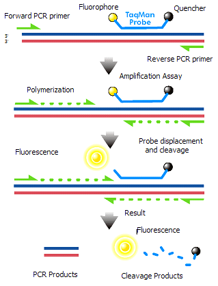 To vanlige metoder for påvisning av produkter i Real-time PCR er: a) Bruk av ikke-spesifikke fluorescerende fargestoffer som bindes til minor Groove i dsdna, eks. SYBR Green.