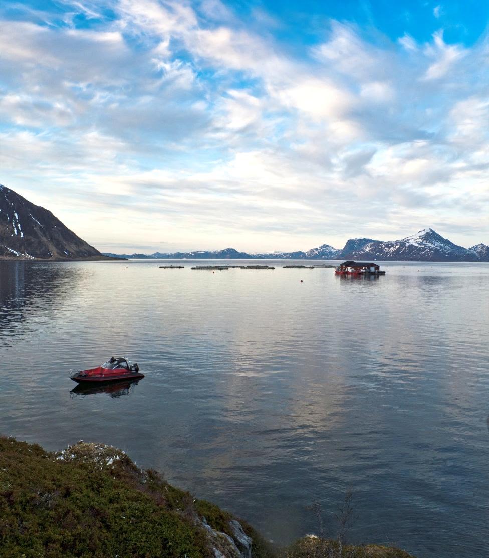 ansatte Aksjonær: Cermaq ASA 100% Slaktevolum 2012 :