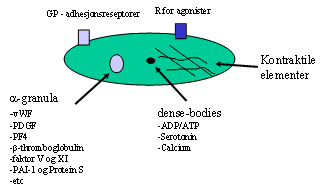 Blodplatene har som oppgave å kontrollere overflaten av blodkarene. På denne måten har de røde blodcellene indirekte betydning for normal hemostase.