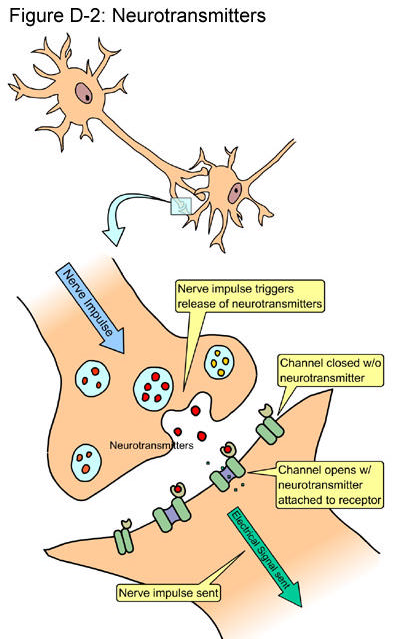 Nerveceller kommuniserer ved at utløpere (axon) kobler til nabocellen.