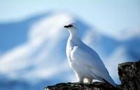 Tekst å lese sammen SVALBARDRYPA Svalbardrypa er den eneste landlevende fuglearten som overvintrer på Svalbard. Det finnes andre rypearter i Norge, men ingen har så tykk fjørdrakt som Svalbardrypa.