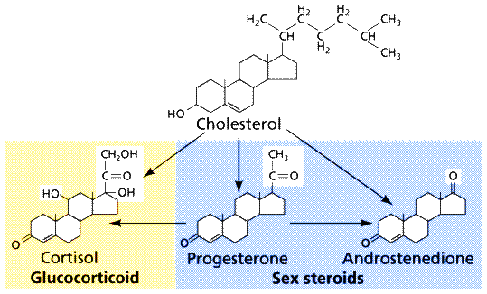 Hormonene har svært forskjellig struktur, men kan deles inn i tre klasser: aminosyre- og fettsyreforbindelser peptin og proteinhormoner steroidhormoner De fleste hormonene er peptid- og