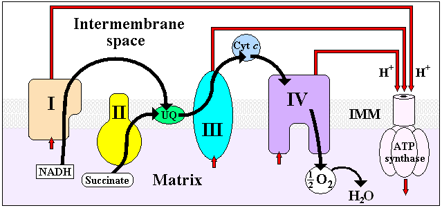 Figur 51. Elektronoverføringen fra de fire kompleksene. Complex I: NADH til Ubiquinone(Q). Kalles også NADH dehydrogenase. Stort enzym bestående av 42 forskjellige polypeptidkjeder!