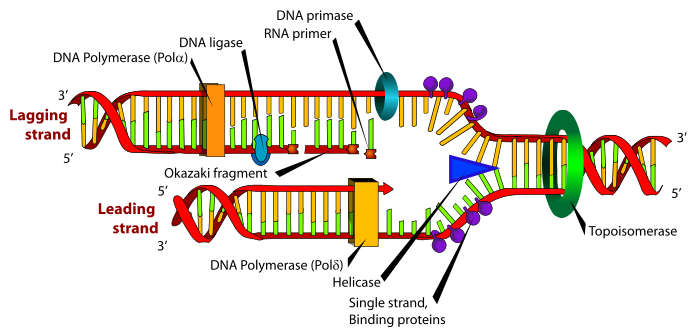 motsatt side av origin. DNA syntese går 5 ->3 vei og er semidiskontinuerlig En DNAstreng blir alltid syntetisert i 5 til 3 retningen. Se figur 3.