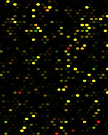 Transkripsjon i laksetarm Bakteriemel hemmer uttrykk av en rekke gener involvert i mage betennelses responser i baktarm MI RNA ekstraksjon Microarray chip Hybridisasjon blindsekker midttarm baktarm