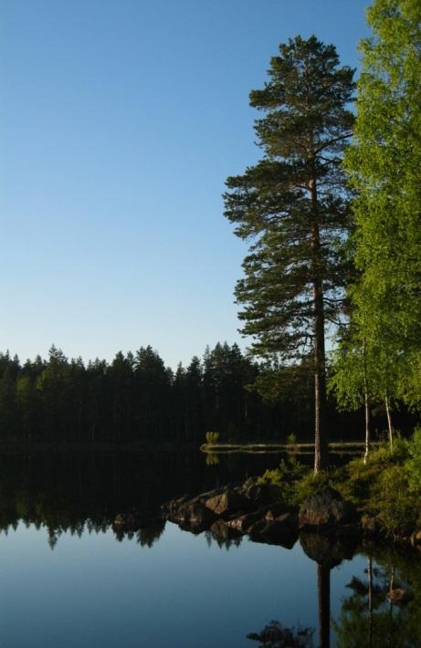 Vekstbetingelser Vokser til masseforekomst under gunstige betingelser i biofilm (slimlag på flater som er i kontakt med vannet, eller fuktighet) Må få