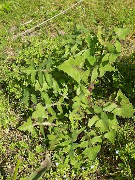 Figur 15 Haredylle (Sonchus oleraceus) er en fantastisk godt spiselig ugressplante som vi fant under hagevandringen (Barstow, 2006) Blomster og urtebed Det har vært store blomsterbed, særlig i