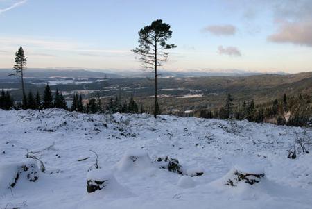 gjennomgående økt betydelig Forskjell mellom