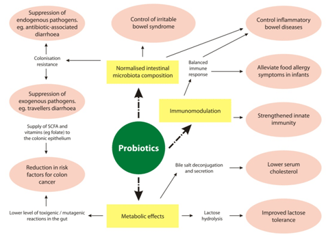 2. Litteraturdel 35 næringsstoffer, nedbrytning av giftige stoffer, og fremming av produksjonen av antimikrobielle forbindelser i tarmcellene (Collado et al. 2009; Ohland et al. 2010).