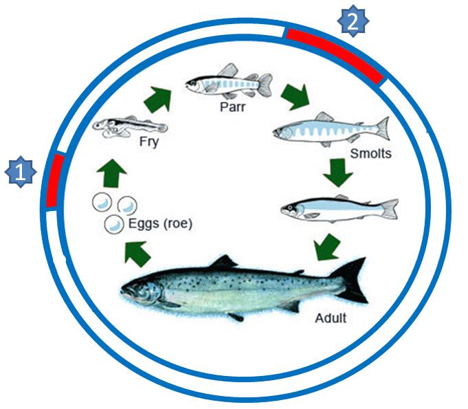 Arbeidspakke 4: Testing av vaksinekandidater i fisk Med Vaxxinova (stamfisk) og MSD (smolt)