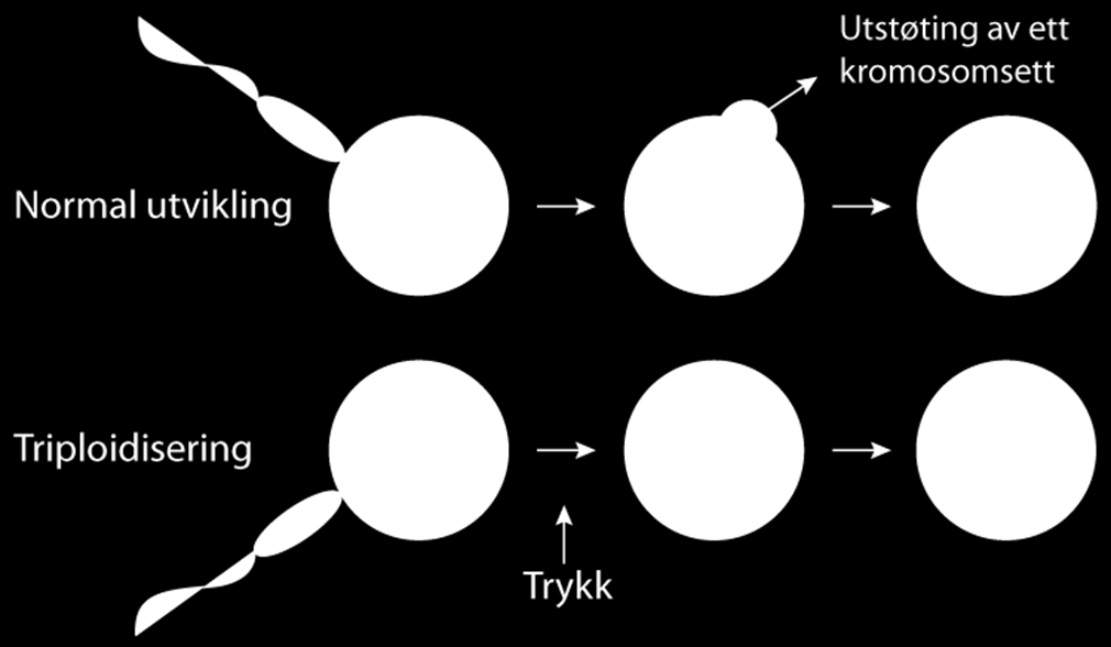 Triploid tukler