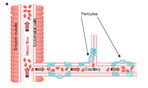 Skjelettmuskulatur den største produsenten av melkesyre Melkesyre er viktig under dannelse av myelin (isolasjonen rundt