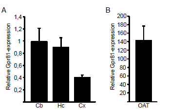 rt-pcr expression of GPR81 mrna GPR81 finnes i alle hjerneregioner Mest