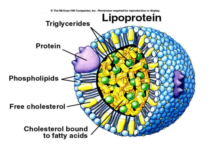 Low density lipoprotein (LDL) er den viktigste aterogene partikkelen.
