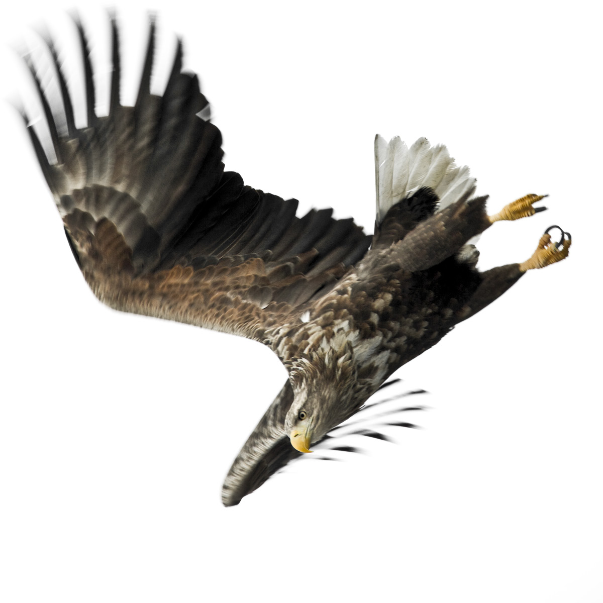 Havørn 5. drakt (5A-5C) Oversiden av vingen; 5A; hovedsakelig mørke vinge-dekkere. Håndsvingfjær overveiende som voksne fugler. Noen lyse strimler av vingeflekke kan vises fortsatt.
