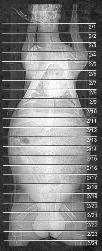 Høyre: CT scanning av lam, registrering av tverrsnittsbilder av dyret som gir kjøtt- fett og ben% til dyret. CT bilder tatt hver 4 mm fra hals til leggen for hvert dyr.