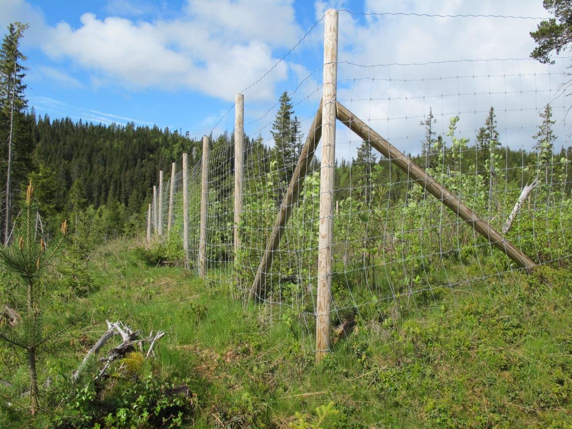 Hva kan forklare utviklingen i vekter og rekruttering?