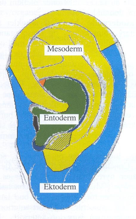 Homonuculus (menneskebilde) Avtegnes i tre separate soner i øret Endoderm tilhører kroppens indre organer Mesoderm tilhører muskler, bindevev, blodårer, knokler, hjerte og