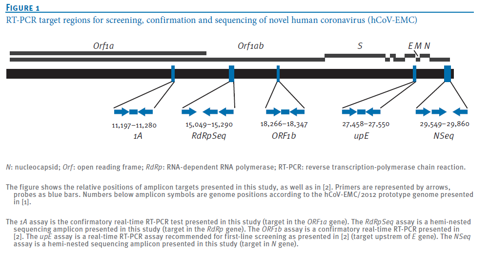 Påvisning av virus: PCR Corman VM et al.