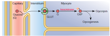 til glykogenmolekylet når sin grense ved 12 rader, da bestående av omtrent 50 000 glukosemolekyler (Shearer & Graham, 2004). Figur 2.