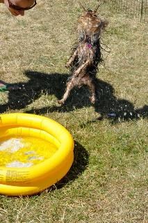 Yorkshire Terrier sommer "Om du bader i vannsprederen i sommer, prøv å få med deg Yorken din!! Mange som liker å bade og leke med vann!